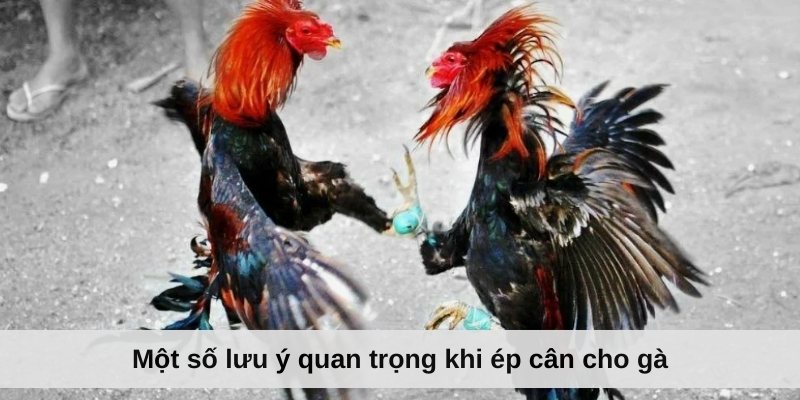 Một số lưu ý quan trọng khi ép cân cho gà