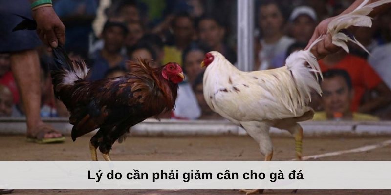 Lý do cần phải giảm cân cho gà đá